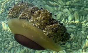 Nije im svejedno: Kupači u Istri strahuju od meduza u moru VIDEO