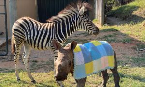 Neobično prijateljstvo: Bebe nosoroga i zebre u utočištu nerazdvojne VIDEO