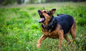 Policija iz Gradiške reagovala: Dvije osobe prijavljene da šetaju psa bez povoca