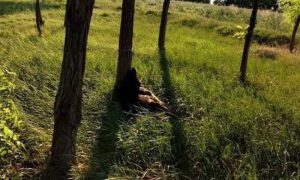 Jezivo i okrutno: Psa zavezali debelim konopcem za drvo i ostavili da ugine