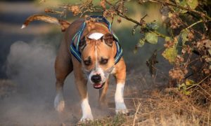 Novi napad u Banjaluci: Pitbul se otrgnuo i ugrizao ženu na ulici