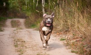 Mali maltezer teško povrijeđen, na njega nasrnuo staford: Sve izgledalo jezivo