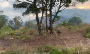 I dalje gori na više lokaliteta u Baru: Vatrogasci uspjeli da odbrane domaćinstva