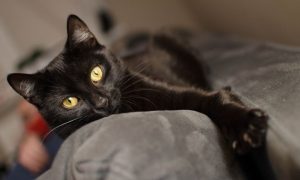 Svjetski dan crnih mačaka: Ne bojte se ako vam pređu put – donose novac i sreću u dom
