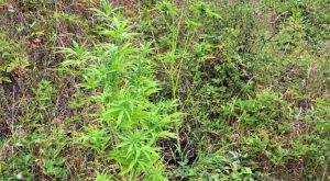 Akcija “Plantaža”: Zaplijenjene stabljike marihuane i oružje