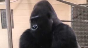 Urnebesan video: Gorila u zoološki vrt uletjela kao holivudska zvijezda
