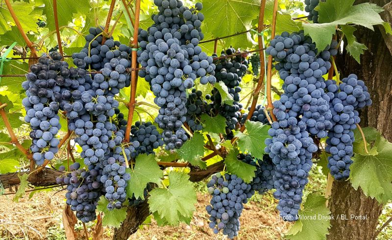 Berba grožđa već krenula: Očekuje se izuzetno plodna godina