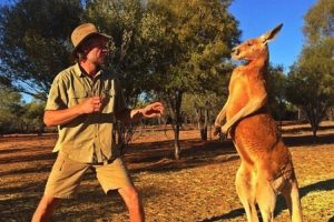 Napadaju i ljude: Kenguri opsjedaju australijski gradić