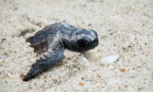 Sve izlegle morske kornjače na Floridi su ženke! Naučnici: Upozoravali smo vas