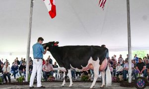 Veoma čudno ime: Evo za koliko je prodana najskuplja krava na svijetu