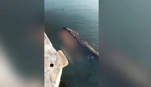 Krokodil plivao i vukao tijelo čovjeka VIDEO