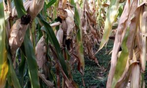 Kukuruz stradao zbog suše: Prinosi će biti umanjeni i do 80 odsto
