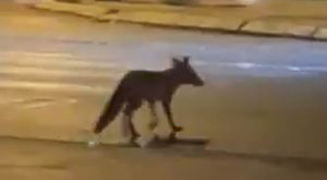 Nesvakidašnji prolaznik: Lisica u centru Banjaluke VIDEO