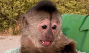 Nesvakidašnja intervencija: Policija došla u zoološki vrt – majmun ih slučajno nazvao FOTO