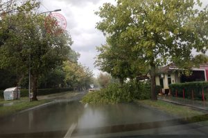 Nevrijeme zahvatilo Banjaluku: Vjetar srušio drvo