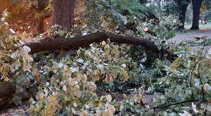 Posljedice olujnog nevremena u Banjaluci: Vjetar rušio drveće FOTO