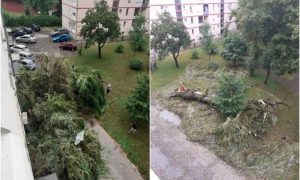 Drama u Doboju: Drvo palo na zgradu, oštećeni prozori i parkirani automobili