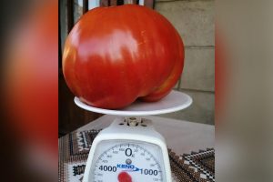 Džinovski plod u plasteniku: Ivanovići uzgojili paradajz težak skoro 2 kilograma