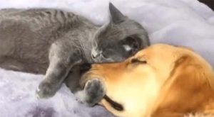 Najslađi prizor koju ćete vidjeti danas: Vlasnik snimio kako mačka grli psa i raznježio mnoge VIDEO
