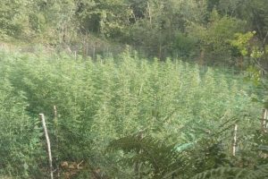 Otkrivena plantaža marihuane: Uhapšena jedna osoba