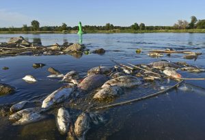 Ekološka katastrofa: Masovni pomor ribe u rijeci Odri VIDEO