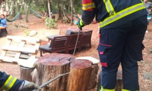 Opasna otrovnica: Vatrogasci izvukli poskoka iz debla FOTO