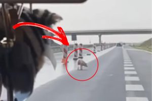 Nestvarna scena: Domaća svinja se šetka auto-putem VIDEO