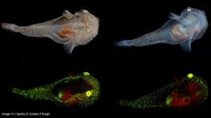 Sijaju u mraku, ribe Grenlanda kroz koje teče fluorescentni zeleni antifriz VIDEO