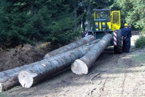 Vlada Republike Srpske nastavlja sa subvencijama u šumarstvu