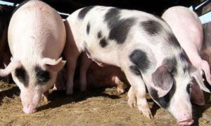 Farmeri sve više uzgajaju uvozne vrste svinja: Do većeg profita uz “landras” i “jorkšir”