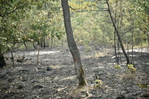 Banjalučki vatrogasci i dalje na terenu: Požar manjeg intenziteta, ali i dalje aktivan