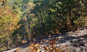 Vatra ne ugrožava domaćinstva: Požar na Vrbanjskim brdima pod kontrolom VIDEO