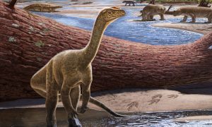 Skoro kompletan: Pronađen skelet najstarijeg afričkog dinosaurusa
