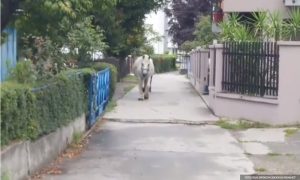 Banjalučani ostali zatečeni: Konji lutali oko zgrada na Starčevici VIDEO