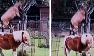 Iskoristila priliku: Koza nije mogla do lišća pa skočila na ponija VIDEO