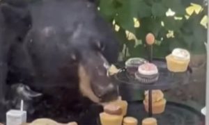Strašan gost: Medvjed upao na dječiji rođendan i pojeo sve kolačiće VIDEO