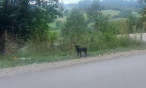 Srpski Hačiko: Tužni pas već mjesec dana vjerno čeka vlasnika koji ne dolazi