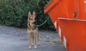 Ostavio svog ljubimca: Vlasnik psa vezao za kontejner i otišao VIDEO