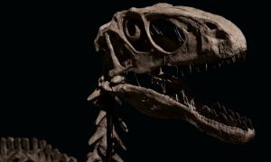 Taman za dnevnu sobu: Skelet dinosaurusa spreman za aukcijsku prodaju