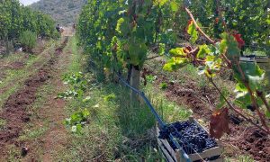 Sazrijevanjem vinskih sorti merloa, vranca i smederevke: Počela berba grožđa u Trebinju