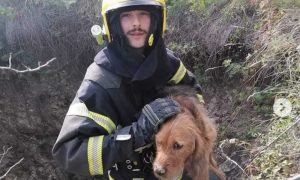 U rupu za spas života: Vatrogasci izvukli preplašenog psa iz bunara FOTO
