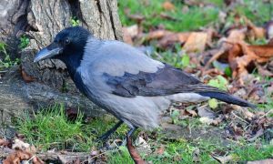 Neki ih se plaše: Zašto vrane i svrake napadaju ljude?