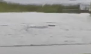 Uragan donio velike nevolje: Ajkule plivaju ulicama Floride VIDEO