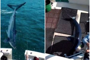 Ajkula uskočila u brodić i isprepadala ribare: “Najlakši ulov ikada” VIDEO