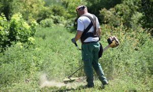 I građani se mogu uključiti u akciju: Pri kraju uklanjanje ambrozije na području Banjaluke