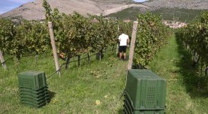 Svi su zasukali rukave: Berba grožđa u Hercegovini u punom jeku