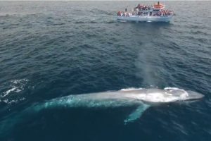 Brod udario u kita, utopilo se pet osoba