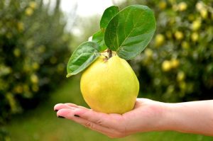 Sedam zdravstvenih prednosti dunje: Zlatna voćka puna vitamina i minerala