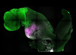 Napravljen sintetički embrion miša: Nada za buduće tretmane neplodnosti