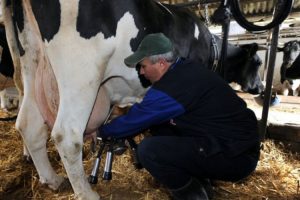 Povećana otkupna cijena mlijeka: I fening više farme ostavlja u životu